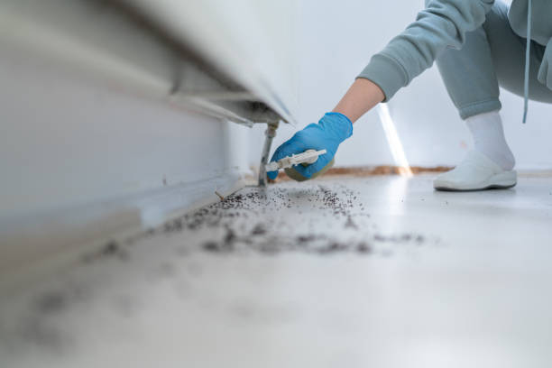 Insect Control in Salina, KS